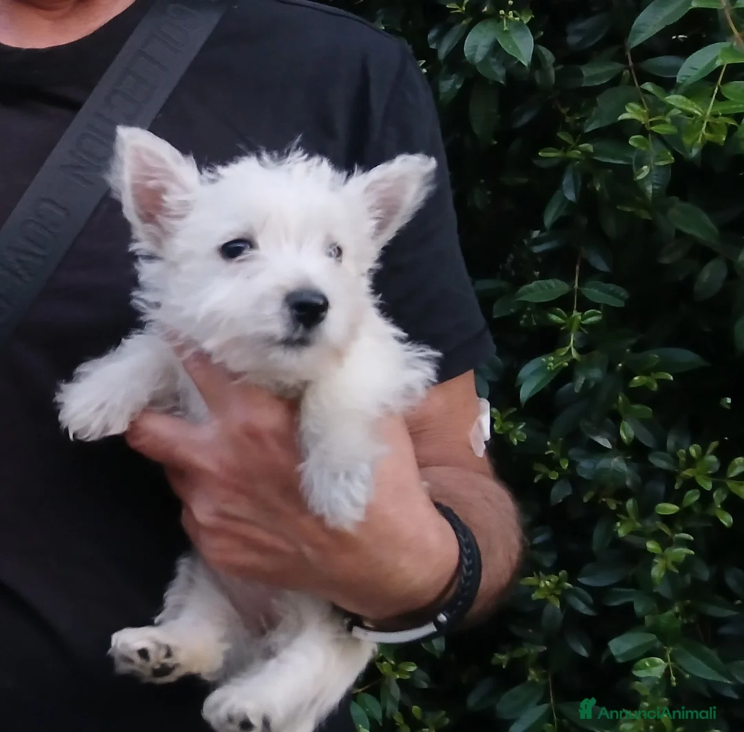 West Highland cani in vendita: west highland  - Annuncio 2