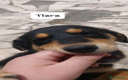 Meticcio cani in regalo: TIARA cucciola dolce a Città Metropolitana di Bologna - Immagine 6