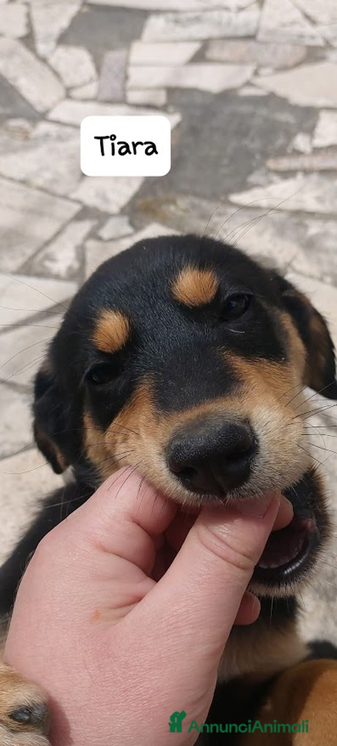 Meticcio cani in regalo: TIARA cucciola dolce a Città Metropolitana di Bologna - Immagine 6