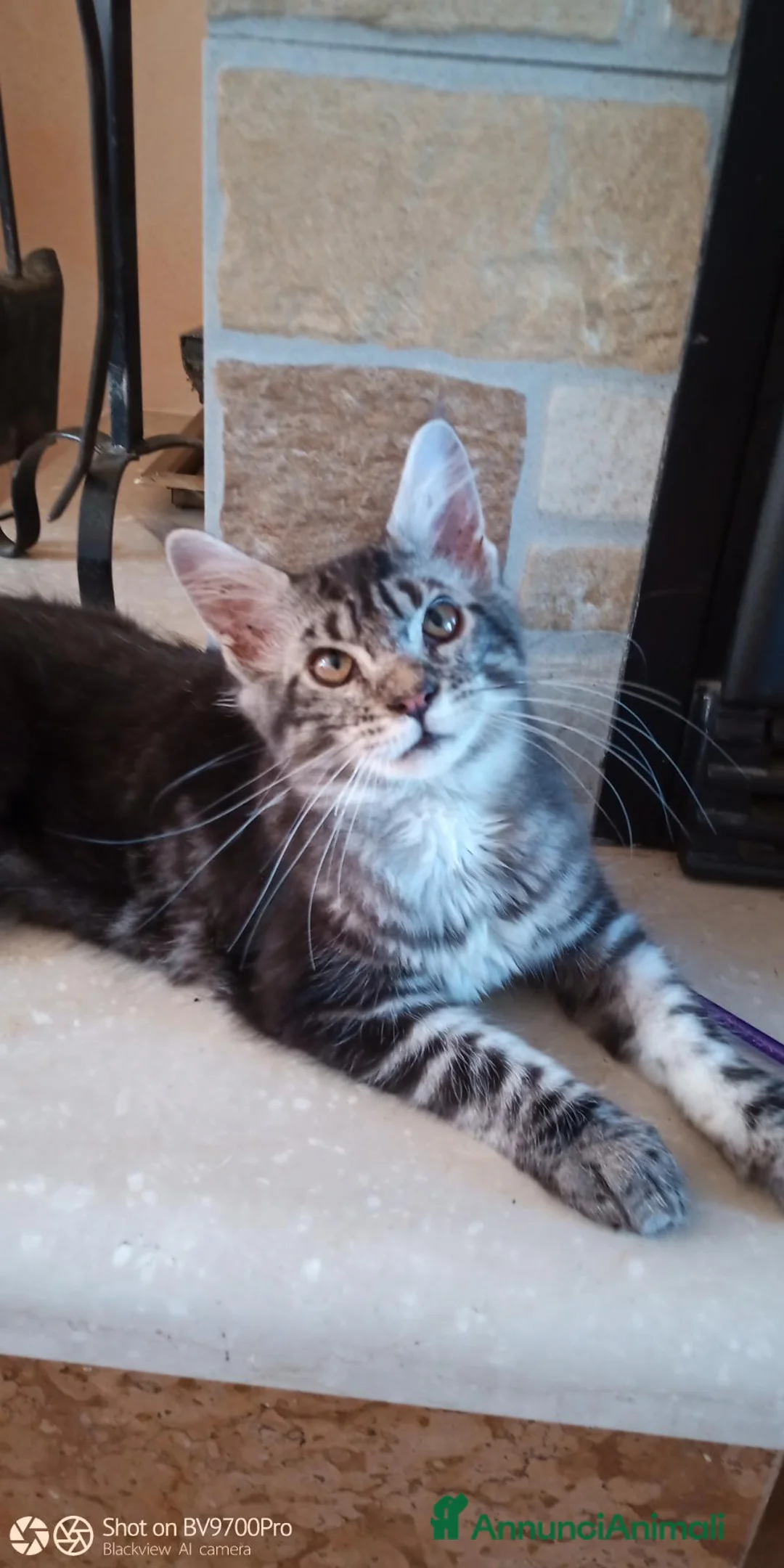 Maine Coon gatti in vendita: Maine coon  - Annuncio 1