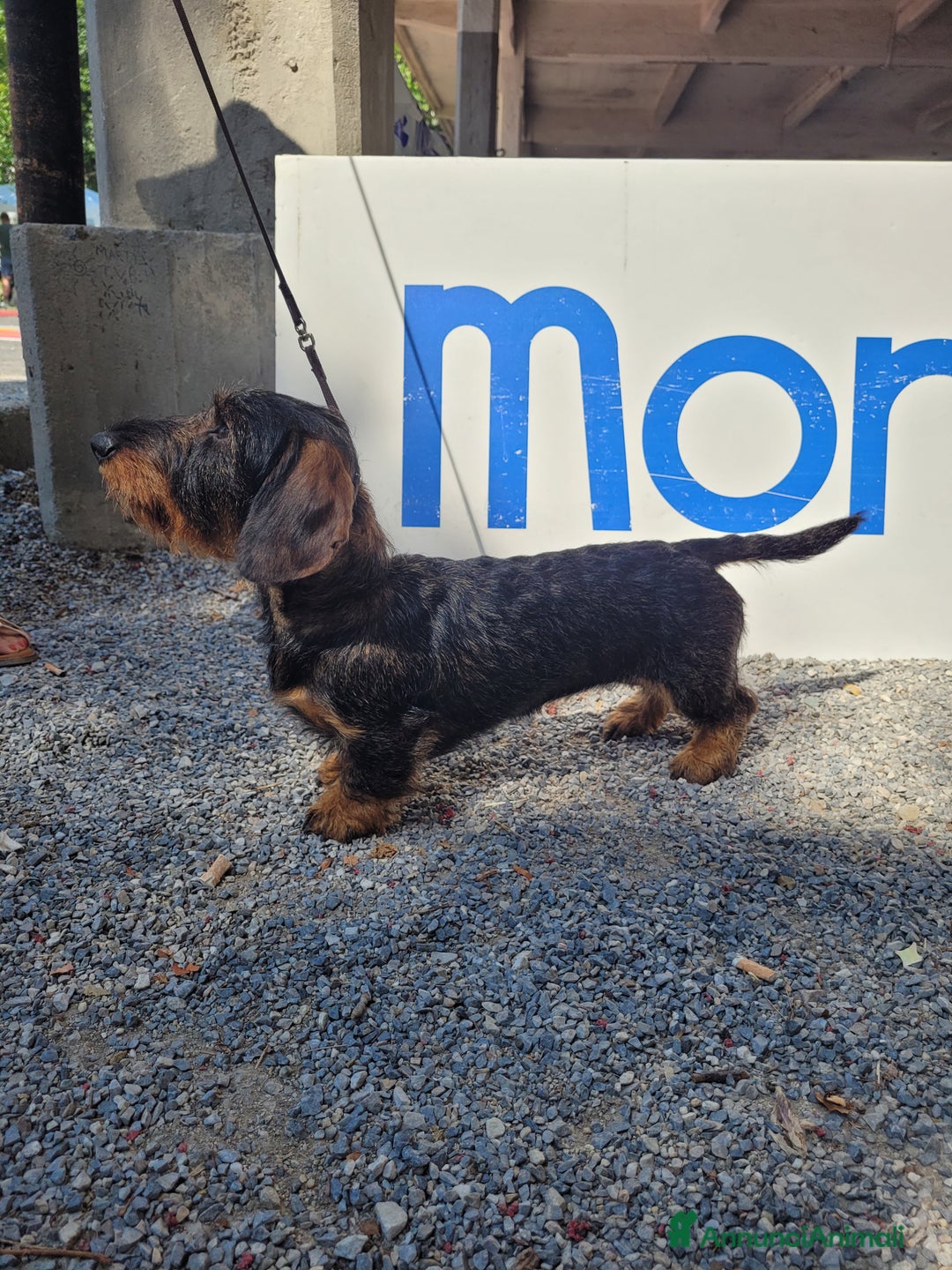 Bassotto cani per accoppiamento: Cerco maschio per accoppiamento  - Annuncio 2