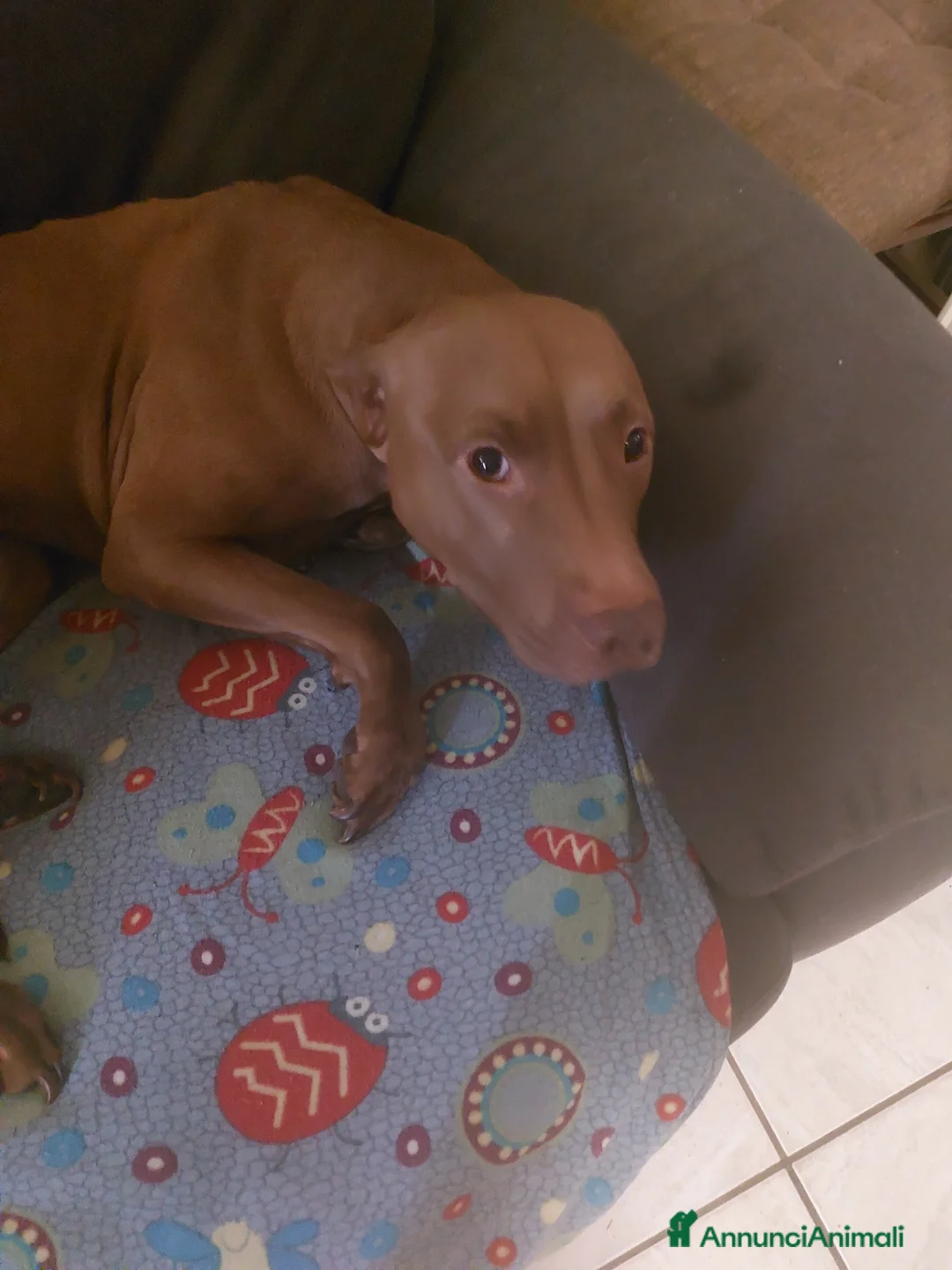 Altre razze cani in vendita: Niky  - Annuncio 1