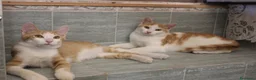 Europeo gatti in regalo: FRATELLINI ROSSI DOLCISSIMI TOMMY E WILLY - Annuncio 2