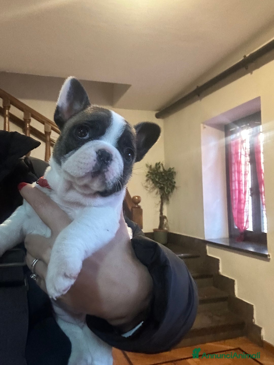 Bulldog Francese cani in vendita: Bulldog francese  - Annuncio 11