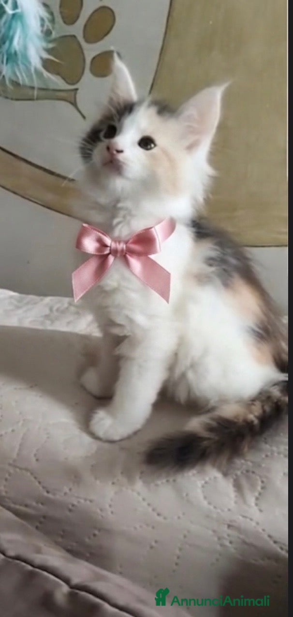 Maine Coon gatti Principessa di Maine Coon - Annuncio 4