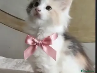 Maine Coon gatti Principessa di Maine Coon - Annuncio 1