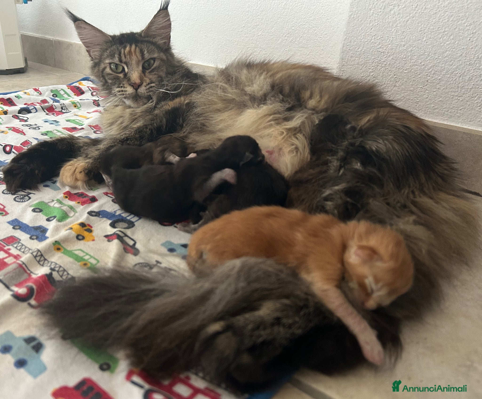 Maine Coon gatti in vendita: Maine Coon black smoke  - Annuncio 5