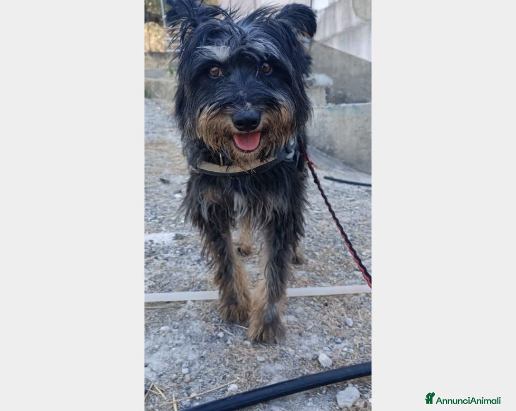 Meticcio cani Milo 6anni kg16 aspetta casa da tempo AGRIGENTO a Milano - Annuncio 22