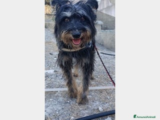 Meticcio cani Milo 6anni kg16 aspetta casa da tempo AGRIGENTO a Milano - Annuncio 32