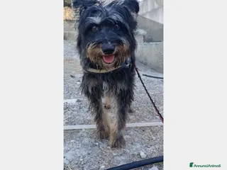 Meticcio cani Milo 6anni kg16 aspetta casa da tempo AGRIGENTO a Milano - Annuncio 1