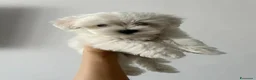 Maltese cani in vendita: Cuccioli di maltese - Annuncio 5