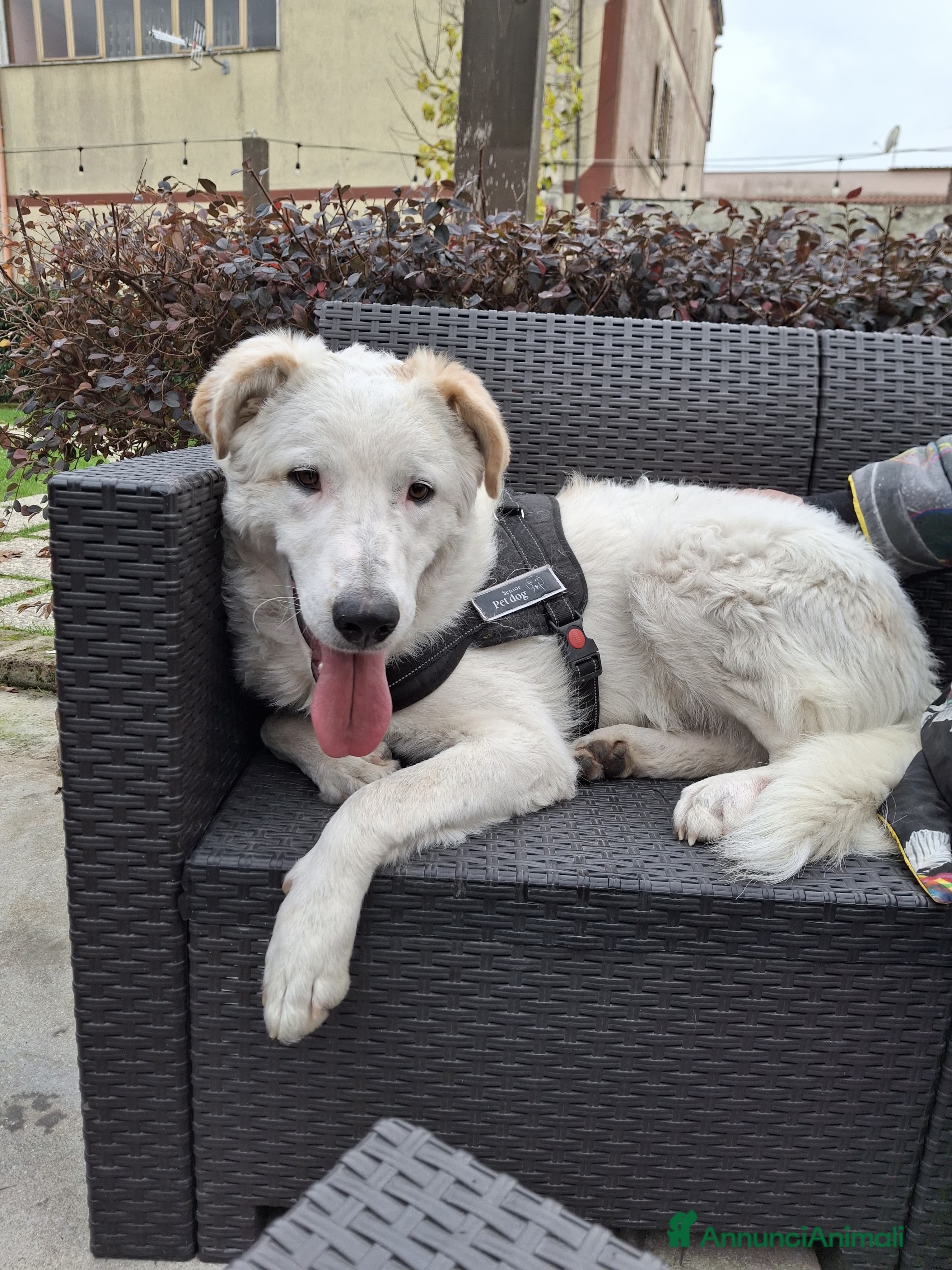 Meticcio cani Ugo: cucciolone buonissimo con tutti  - Annuncio 2