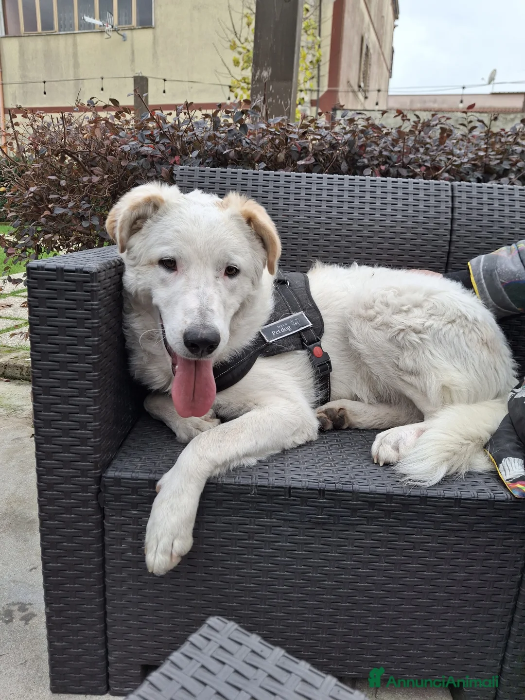 Meticcio cani in regalo: Ugo: cucciolone buonissimo con tutti  - Annuncio 2