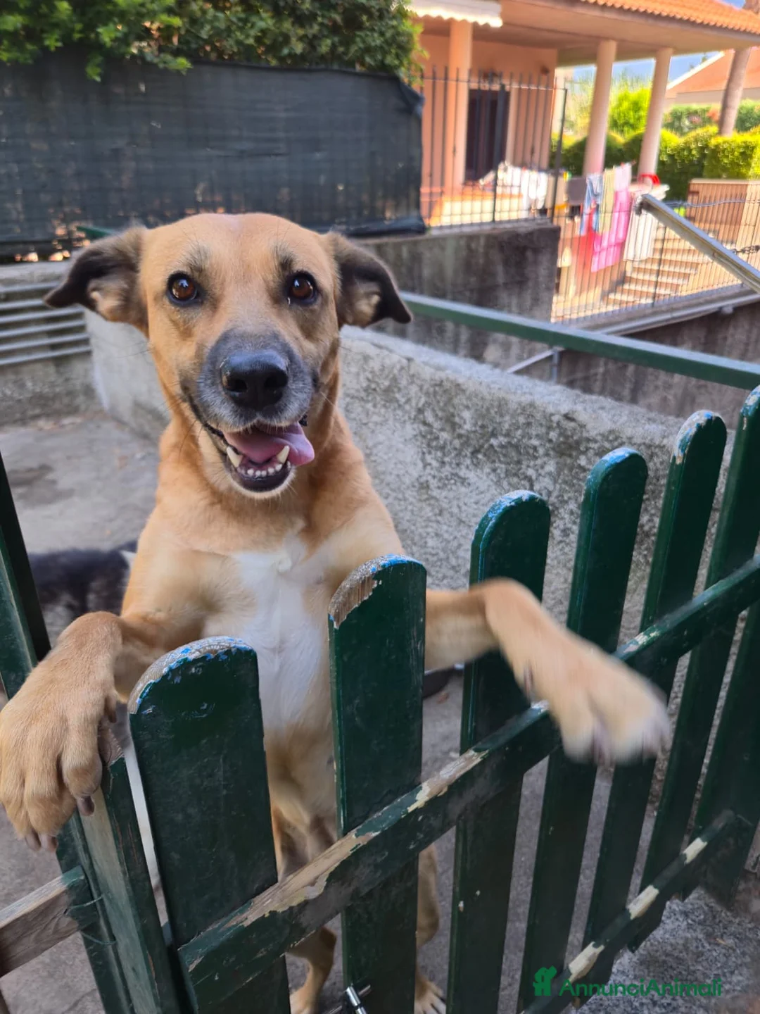 Meticcio cani in regalo: Regalo Cane trovatello - Annuncio 3