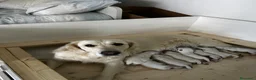 Golden Retriever cani in vendita: Cuccioli disponibili - Golden retriever a Provincia della Spezia - Annuncio 4