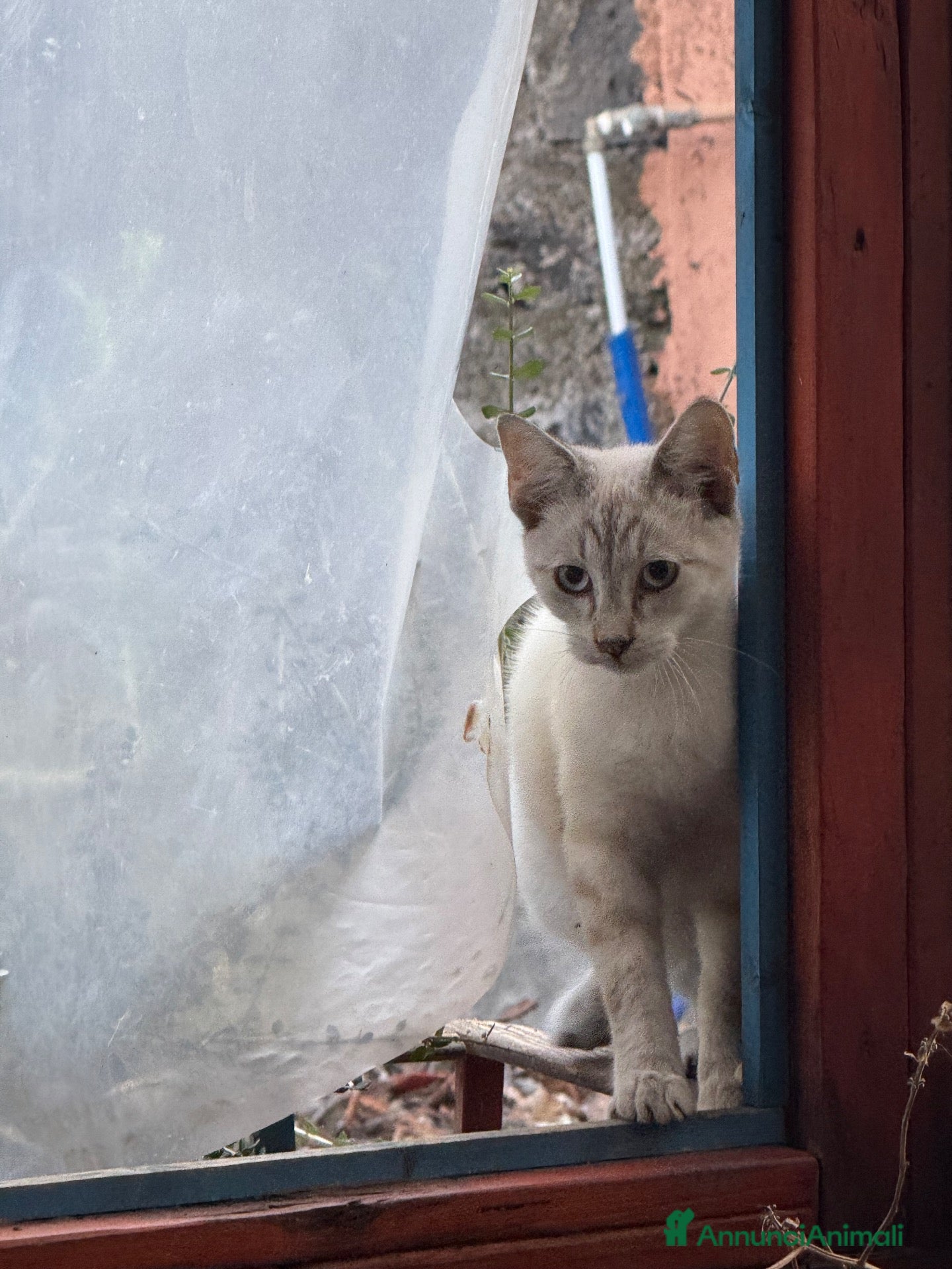 Meticcio gatti Gattini cercano casa - Annuncio 27