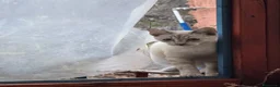 Meticcio gatti in regalo: Gattini cercano casa a Città metropolitana di Catania - Annuncio 1