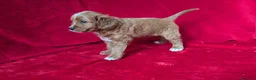 Cavapoo cani in vendita: Splendidi cuccioli di Cavapoo F1B a Città metropolitana di Milano - Annuncio 19