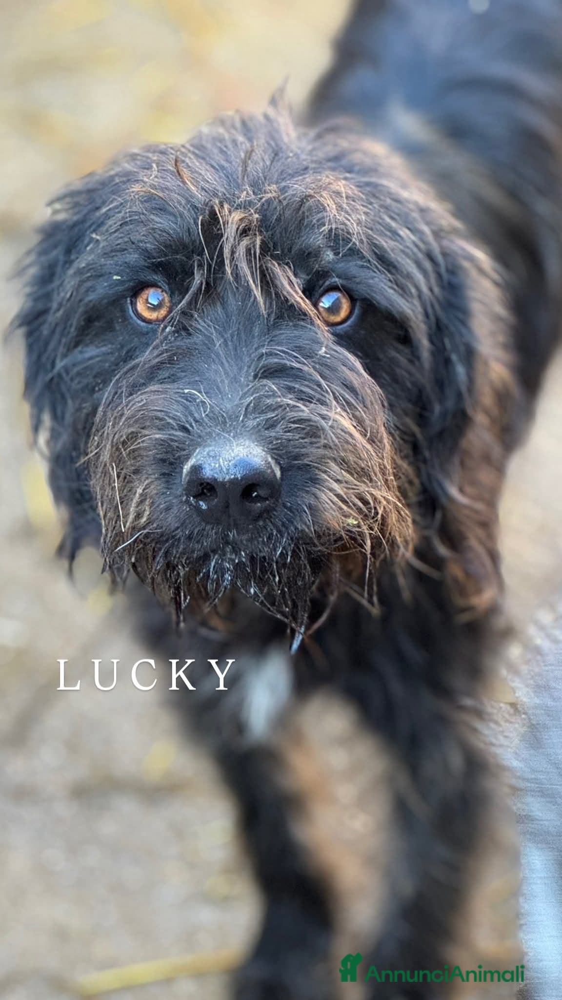 Meticcio cani LUCKY, baffone super giocherellone cerca famiglia! - Annuncio 36