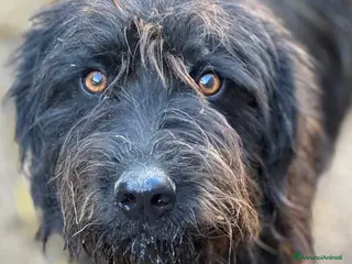 Meticcio cani LUCKY, baffone super giocherellone cerca famiglia! - Annuncio 36