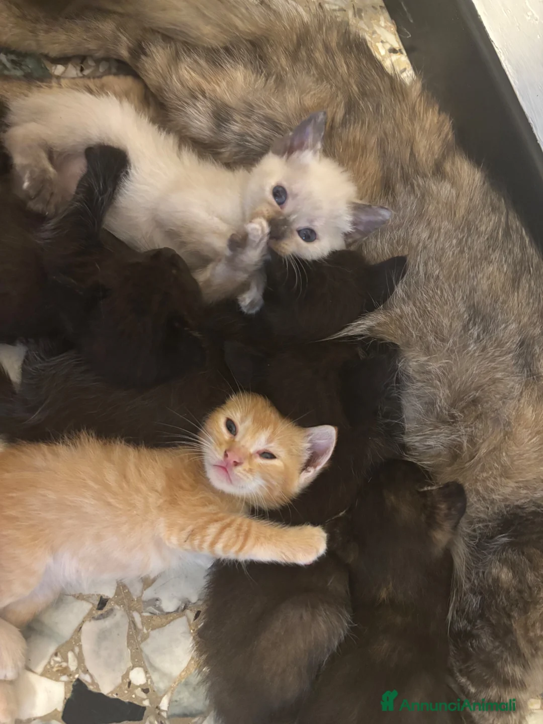 Meticcio gatti in regalo: Regalo 6 gattini - Annuncio 1