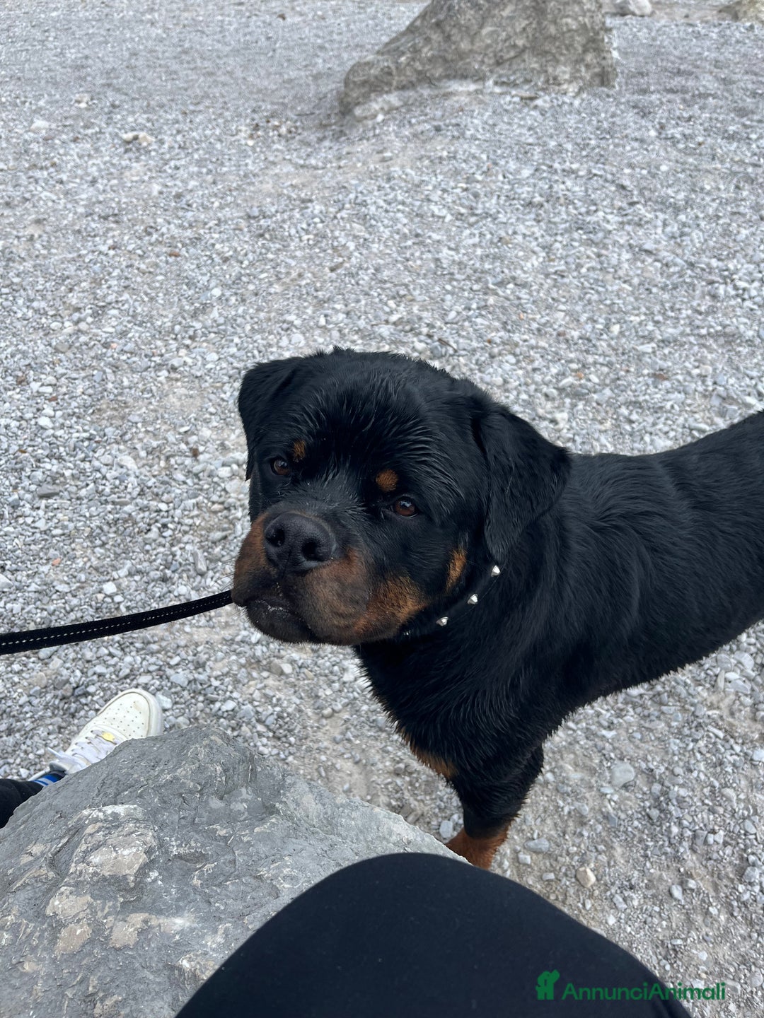 Rottweiler cani in regalo: Rottwailer  - Annuncio 3
