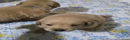 Golden Retriever cani in vendita:  Golden retriever pedigree ENCI 90% americani  - Annuncio 13