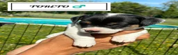 Jack Russell cani in vendita: Jack Russel Terrier  a Provincia di Brescia - Annuncio 10