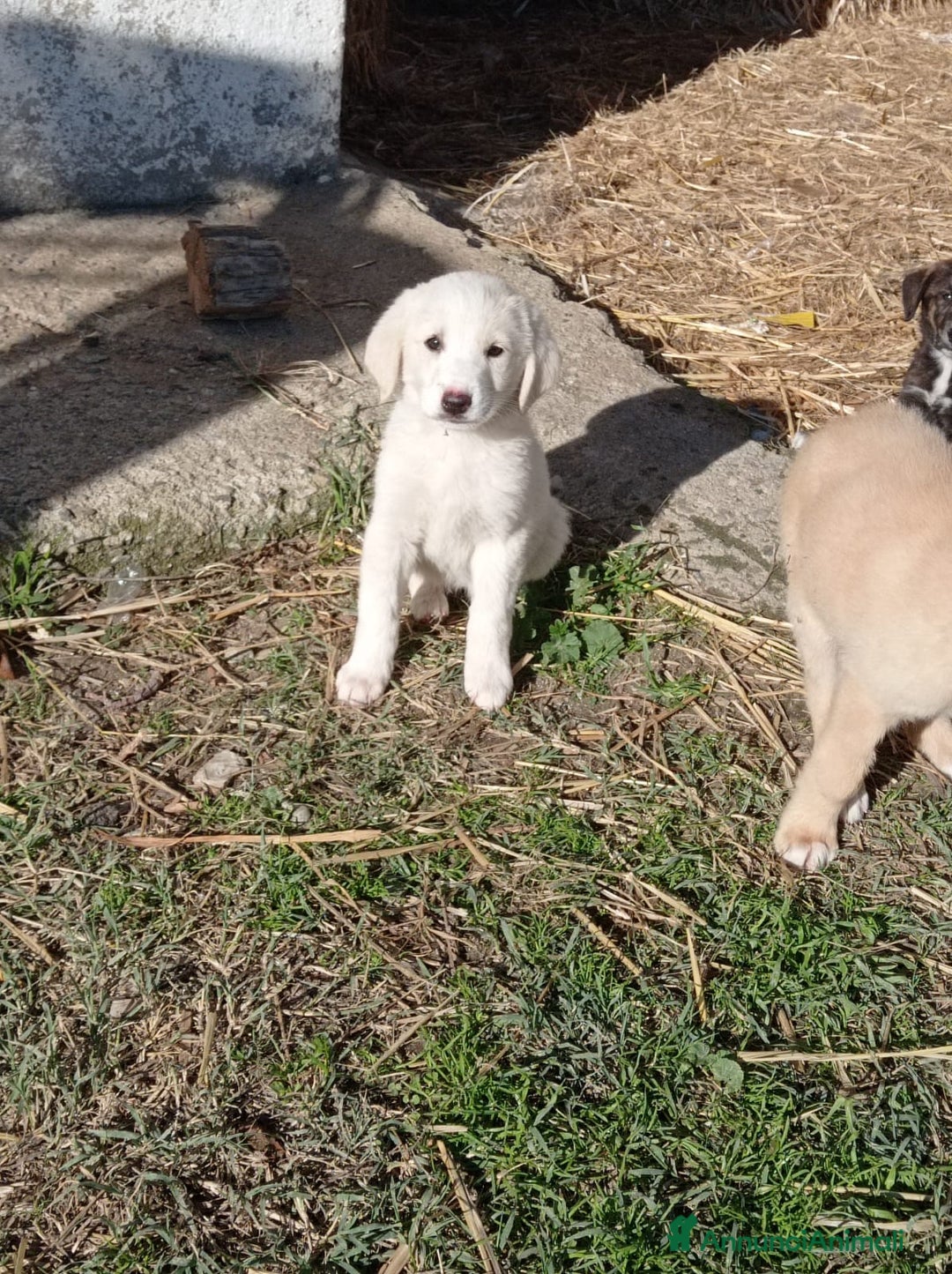 Meticcio cani in regalo: Gulten  - Annuncio 4