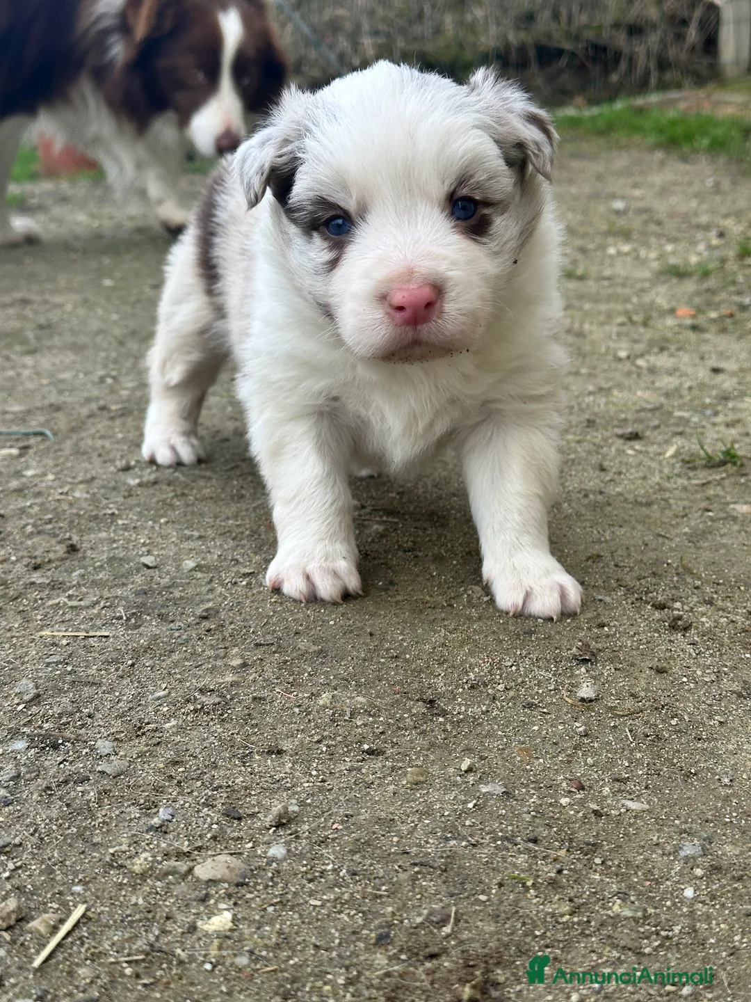 Border Collie cani in vendita: Ultimi border collie con pedigree - Annuncio 2