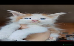 Maine Coon gatti in vendita: DOLCISSIMI CUCCIOLI - Immagine 5