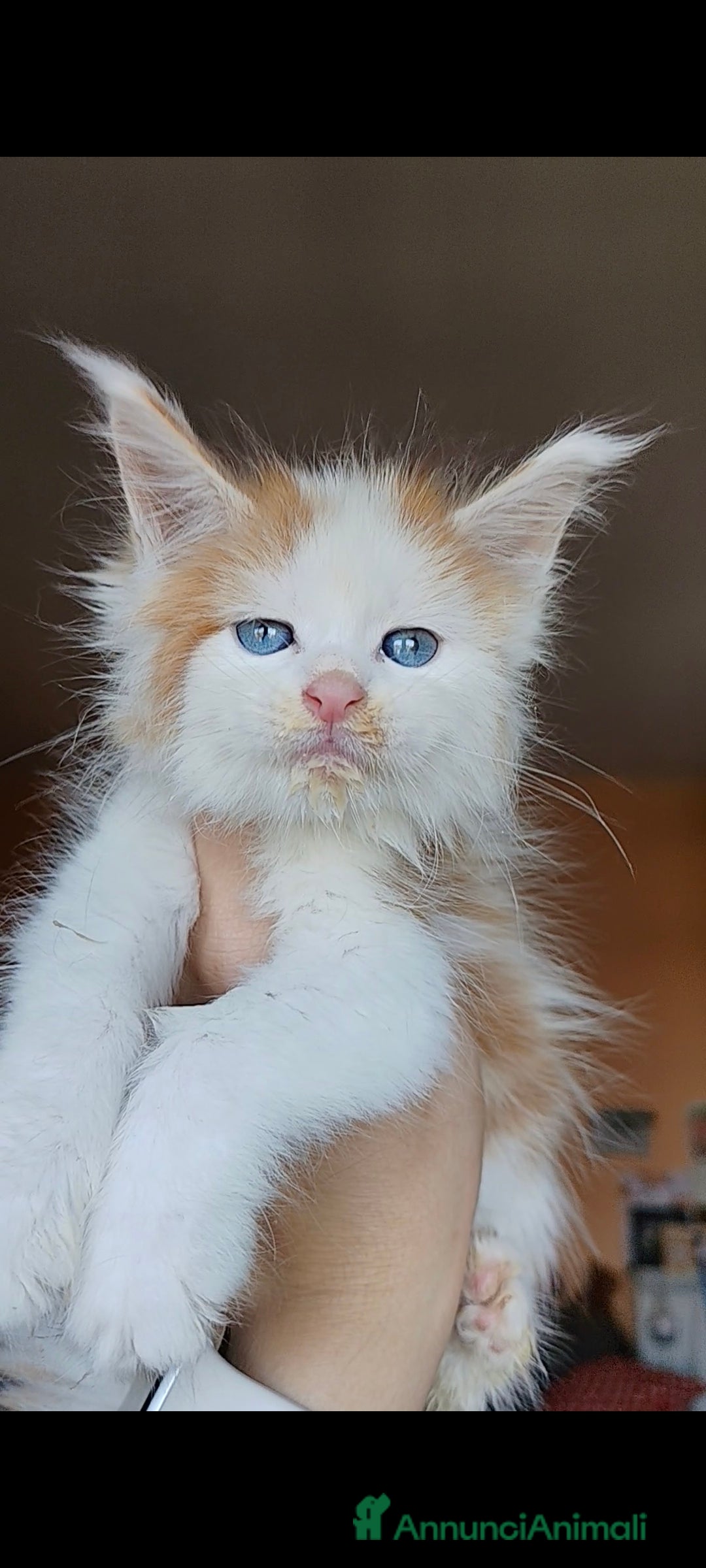 Maine Coon gatti in vendita: DOLCISSIMI CUCCIOLI - Immagine 5