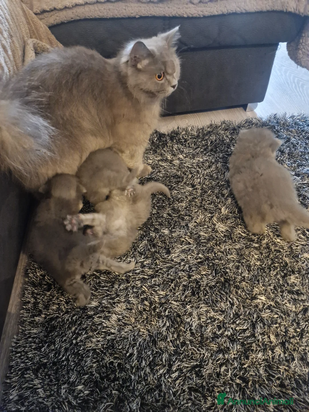 British gatti in vendita: Gatini britsh longhair a Provincia di Verona - Annuncio 4