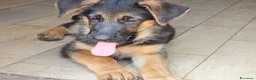 Pastore Tedesco cani in vendita: Cuccioli di cane pastore tedesco   - Annuncio 3