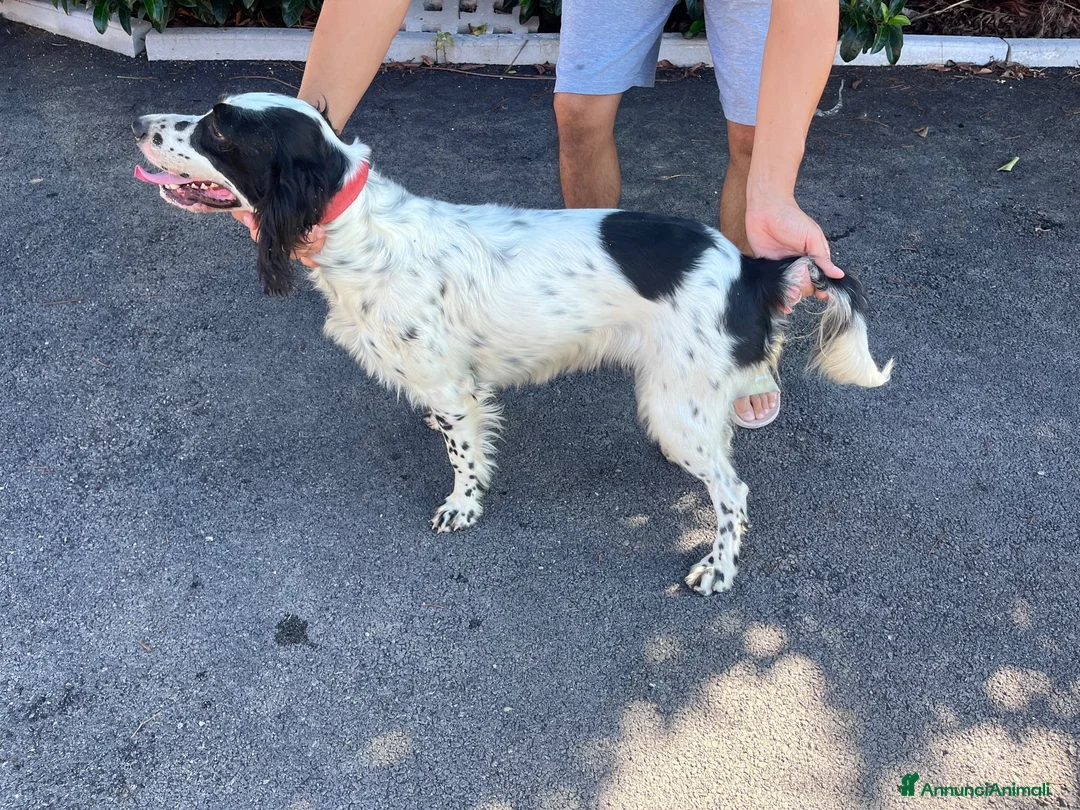 Setter Inglese cani in vendita: Cedesi setter inglese di circa 2 anni a Provincia di Salerno - Annuncio 2