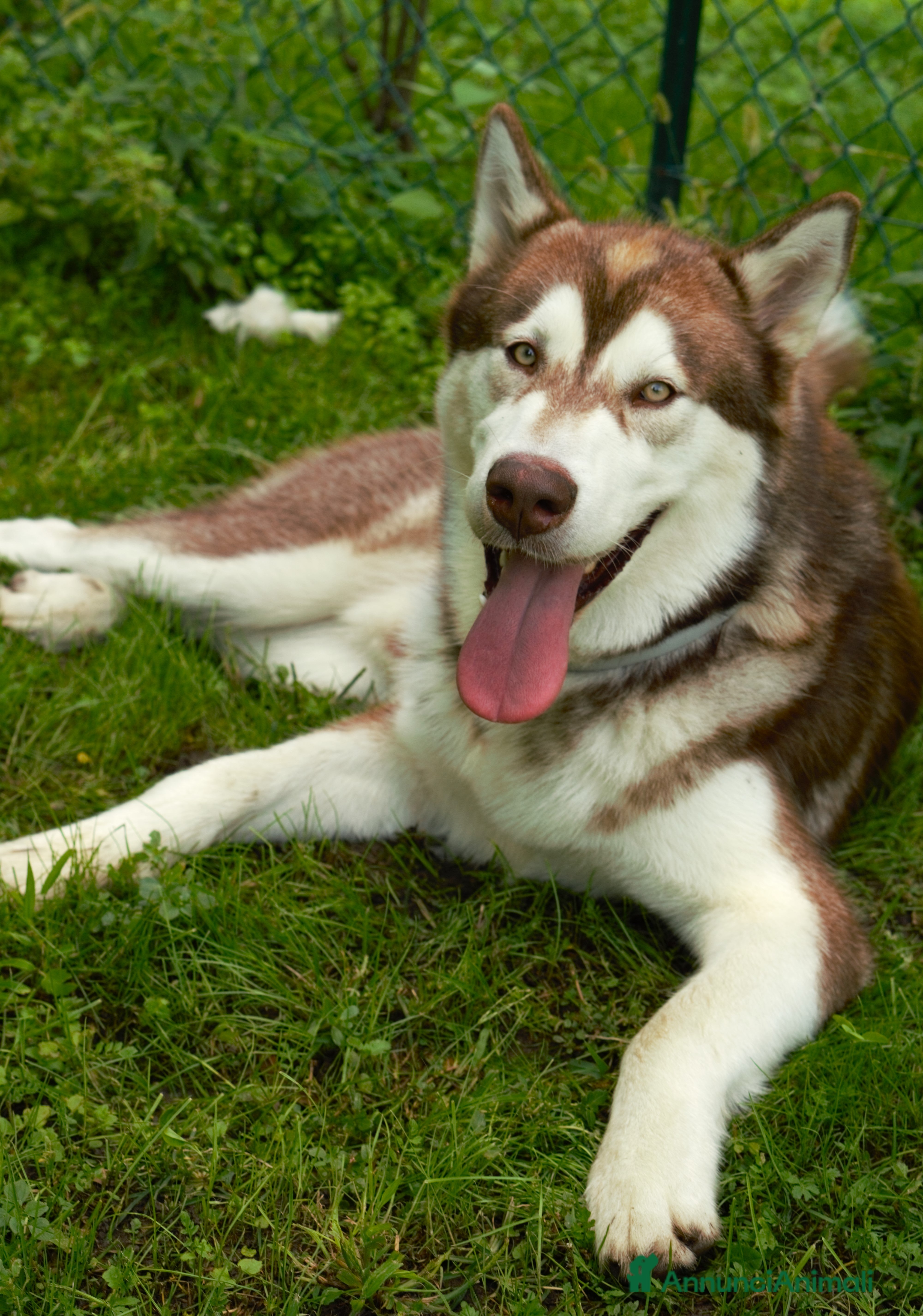Alaskan Malamute cani Alaskan malamute di 1 anno - Annuncio 21