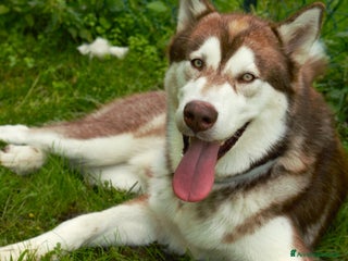 Alaskan Malamute cani Alaskan malamute di 1 anno - Annuncio 2
