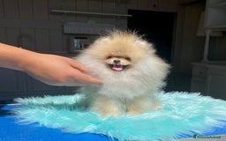 Volpino Pomerania cani in vendita: Fantastico Pomerania nano adolescente crema sable a Città Metropolitana di Bologna - Immagine 1
