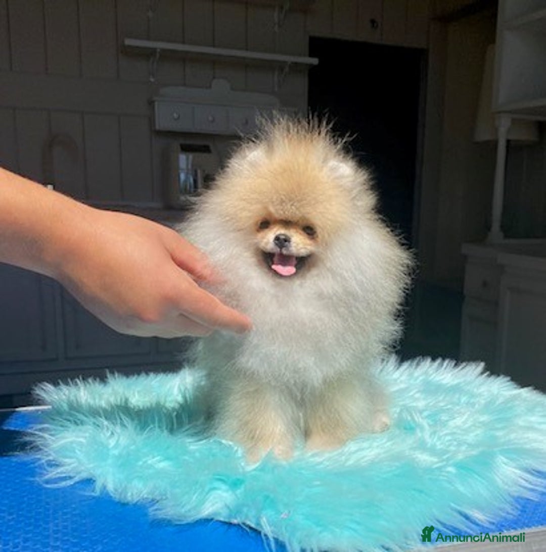 Volpino Pomerania cani in vendita: Fantastico Pomerania nano adolescente crema sable a Città Metropolitana di Bologna - Immagine 1