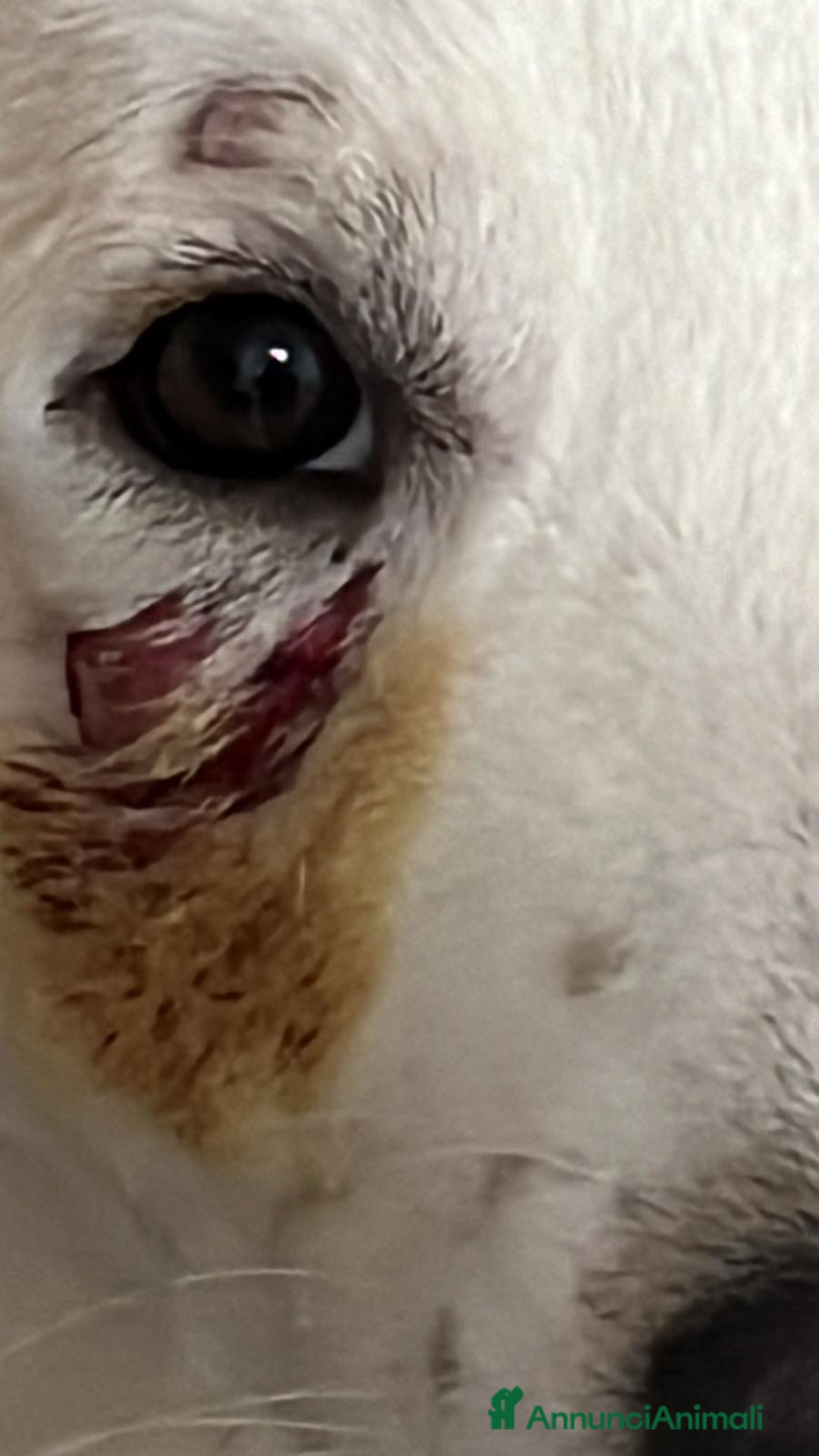 Meticcio cani in regalo:  9mesi tg media gli altri cani lo aggrediscono!!! a Città metropolitana di Milano - Annuncio 5