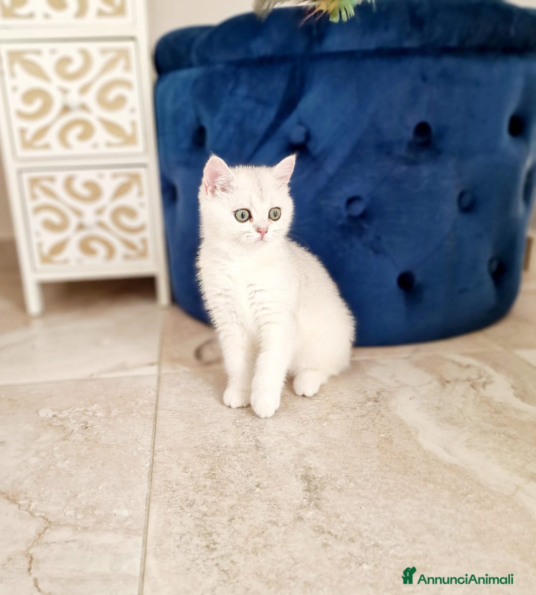 Scottish gatti in vendita: Scottish  - Annuncio 3