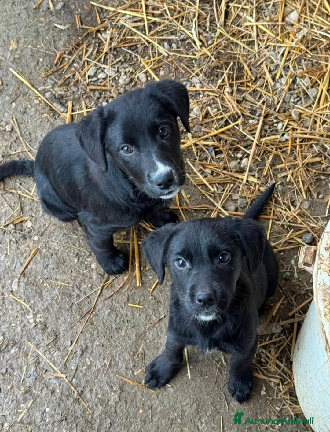 Meticcio cani in regalo: NINA & TINA, sorelline speciali! - Annuncio 11