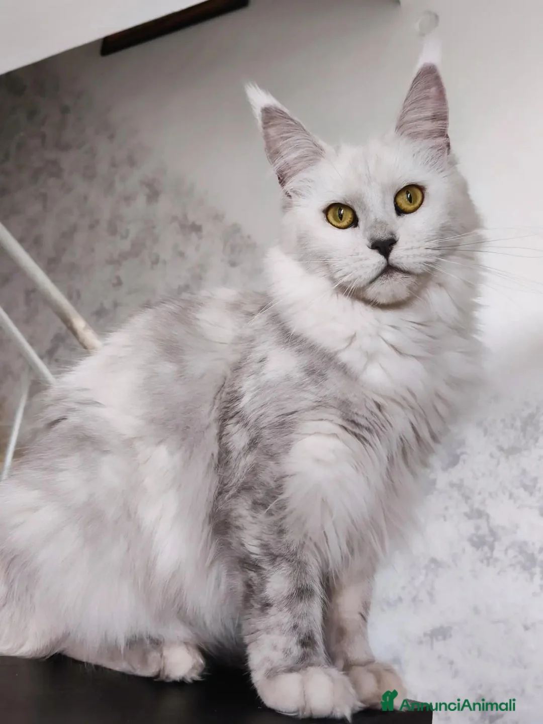 Maine Coon gatti in vendita: Maine Coon black silver shaded sterilizzata - Annuncio 4