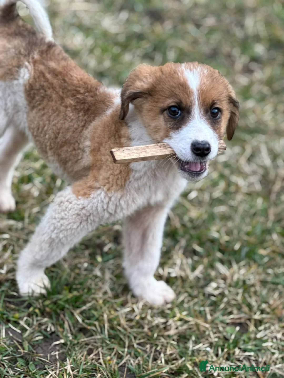 Meticcio cani in regalo: LEX e NOIR, cuccioli incredibilmente dolci! - Annuncio 2
