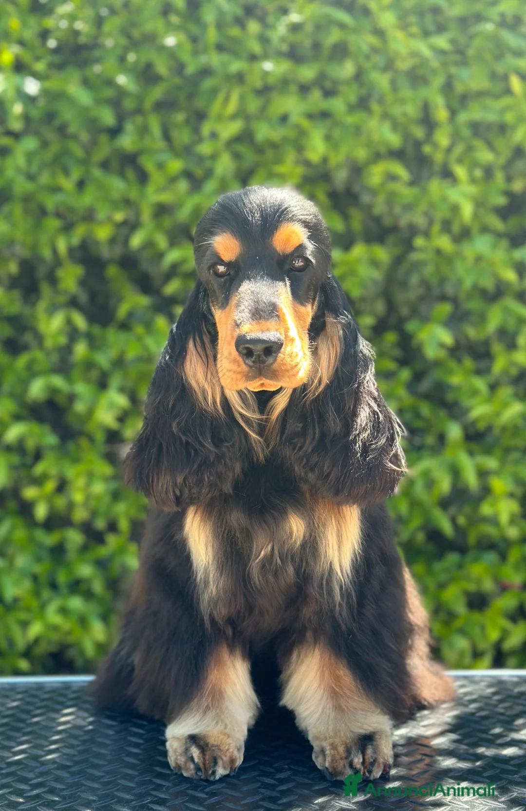 Cocker cani in regalo: Cocker spaniel inglese  - Annuncio 1