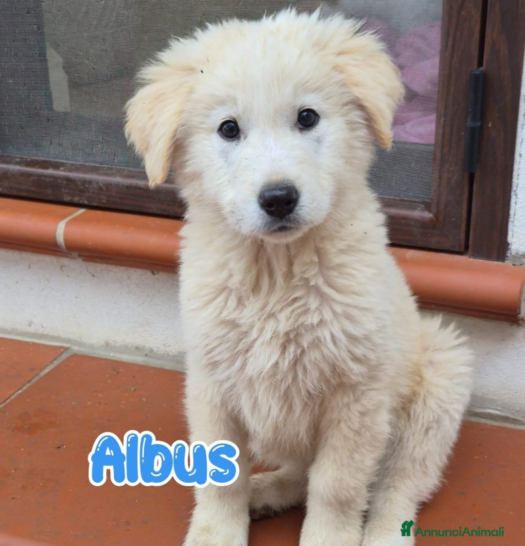 Meticcio cani in regalo: ALBUS e LUCIUS due cuccioloni bianchi e vaporosi, - Annuncio 2
