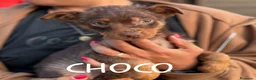 Meticcio cani in regalo: CHOCO cucciolo 3 mesi tg medio piccola adozione - Annuncio 1