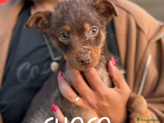 Meticcio cani CHOCO cucciolo 3 mesi tg medio piccola adozione - Annuncio 20