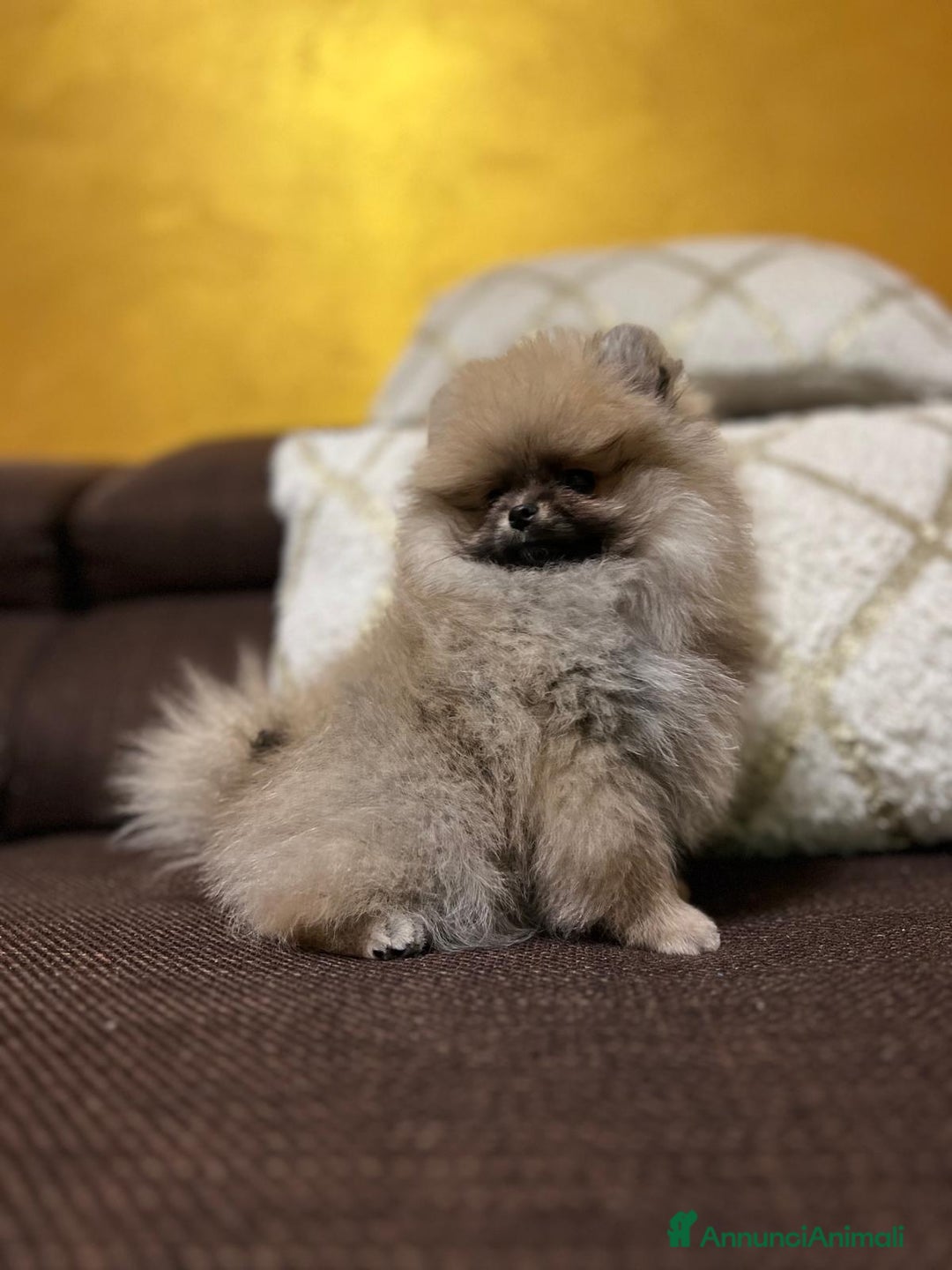 Volpino Pomerania cani in vendita: CUCCIOLA DI POMERANIA CON PEDIGREE - Annuncio 2