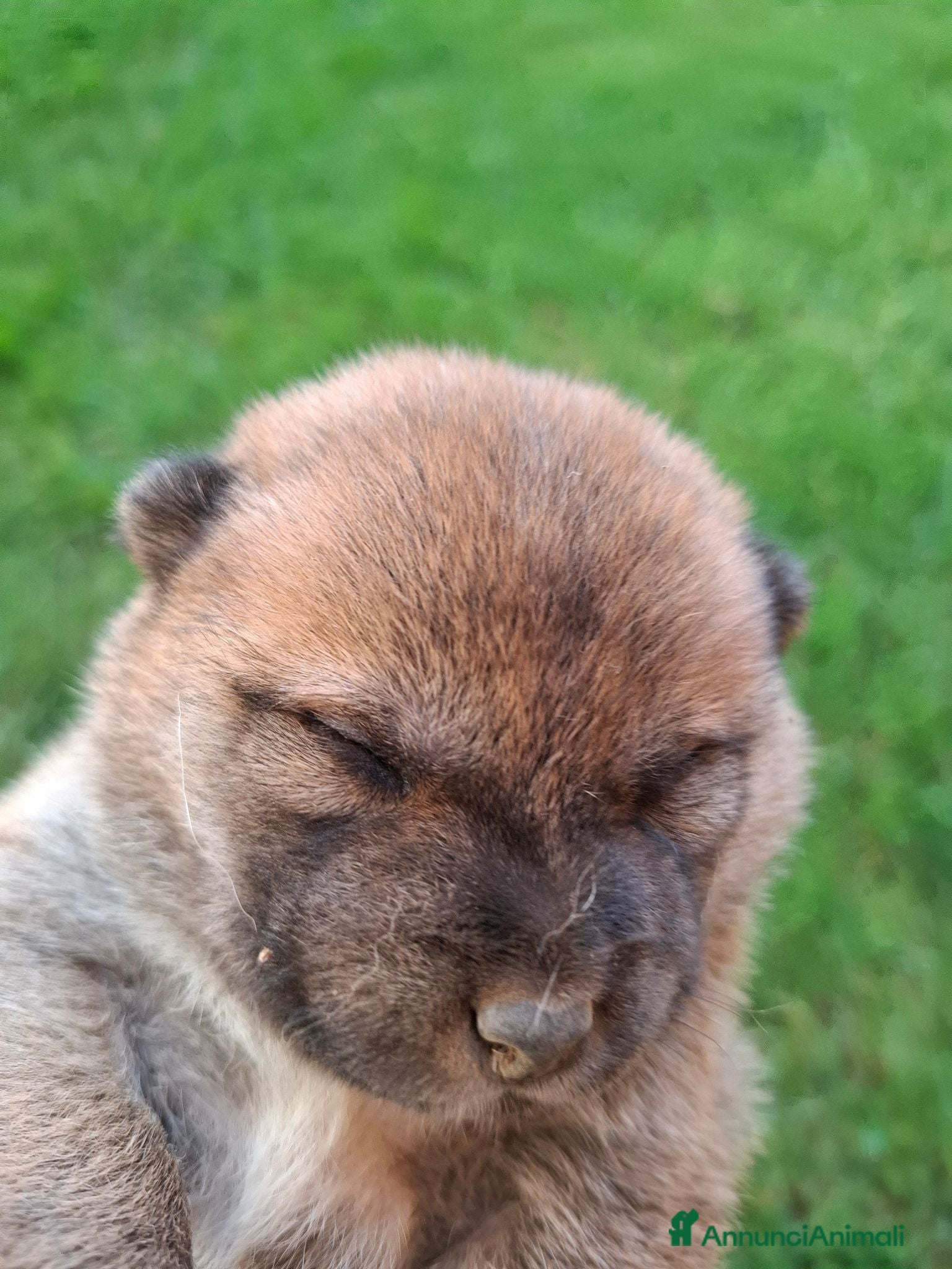 Shiba Inu cani Cuccioli shiba inu - Annuncio 18
